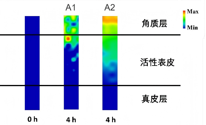 43%助渗率！94%高纯度磷脂的多重优势解析